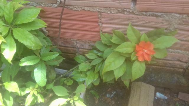 Planta ora por nobres