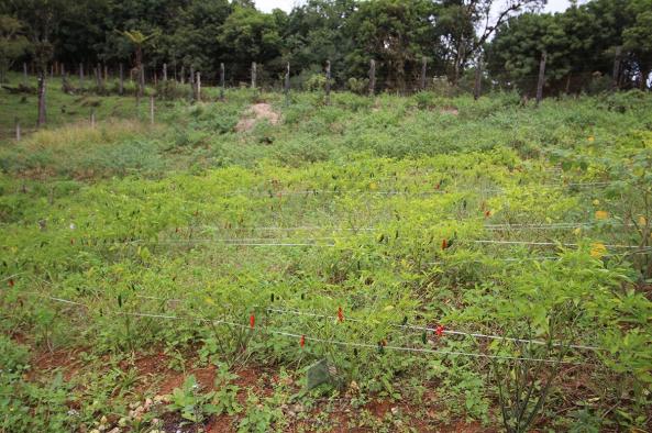 Chácara à venda na Colônia Murici - Foto 10