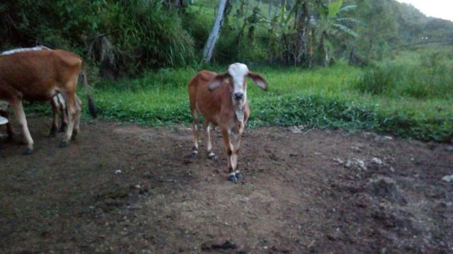 Vende-se bezerros. R$1.800 cada um - Foto 2