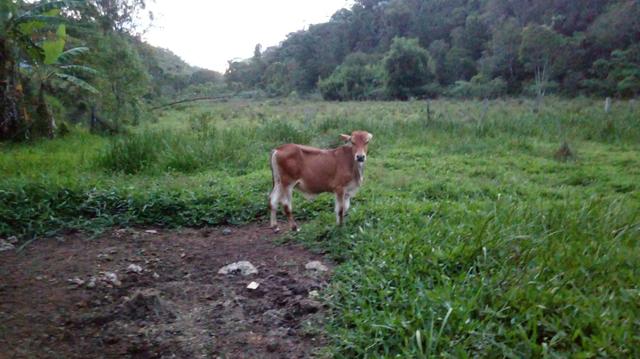 Vende-se bezerros. R$1.800 cada um - Foto 3