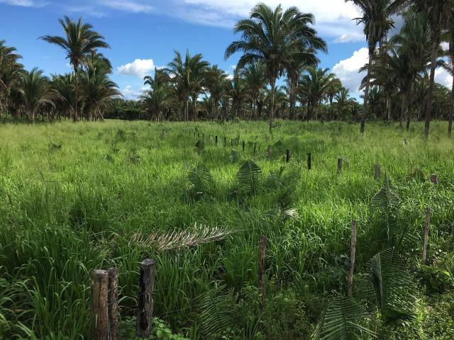 Bela fazenda com 450 hectares, super estruturada em Itapecuru -Mirim! - Foto 10