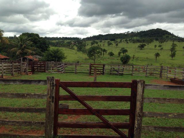 25 Alqueires-Avelinópolis Goiás-Próx. Goiânia-Excelente Preço R$ 150.000,00 o Alqueire - Foto 20