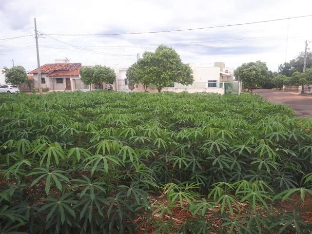 Mandioca amarela 1,00 kg entrego em maringá