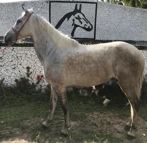 Cavalos a venda no haras Feijó , aluguel de baias e cursos diversos - Foto 4