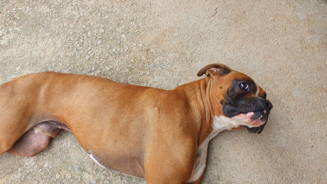 Boxer .Procuro namorada boxer - Foto 6