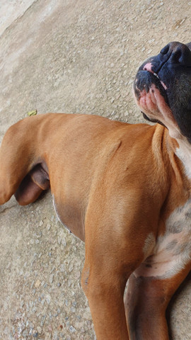 Boxer .Procuro namorada boxer - Foto 5