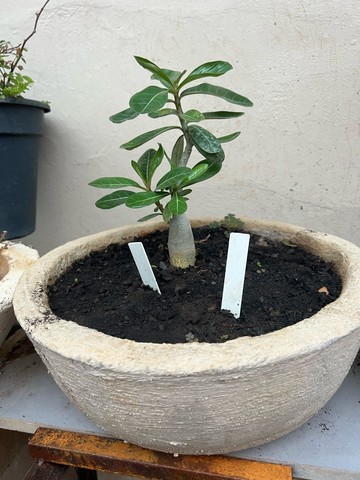 Rosa do deserto plantada em vaso de cimento GG - Produção Rural - Jardim  São Luiz, Montes Claros 1119247245 | OLX