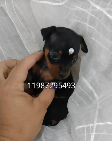 Pinscher minis alto padrão da raça parcelamos 