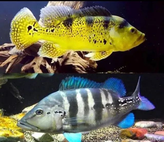 Peixes ornamentais e aquarismo 