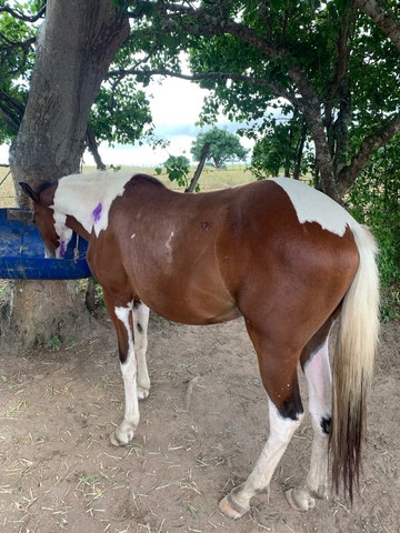 Potro paint horse 