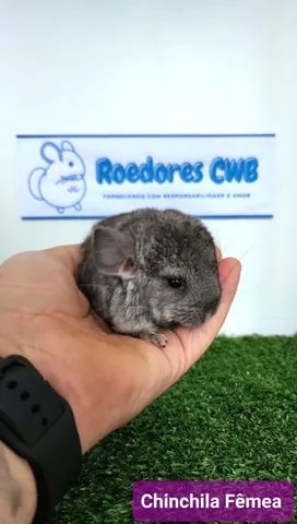 Filhotes de Chinchila (Roedores CWB)  - Foto 2