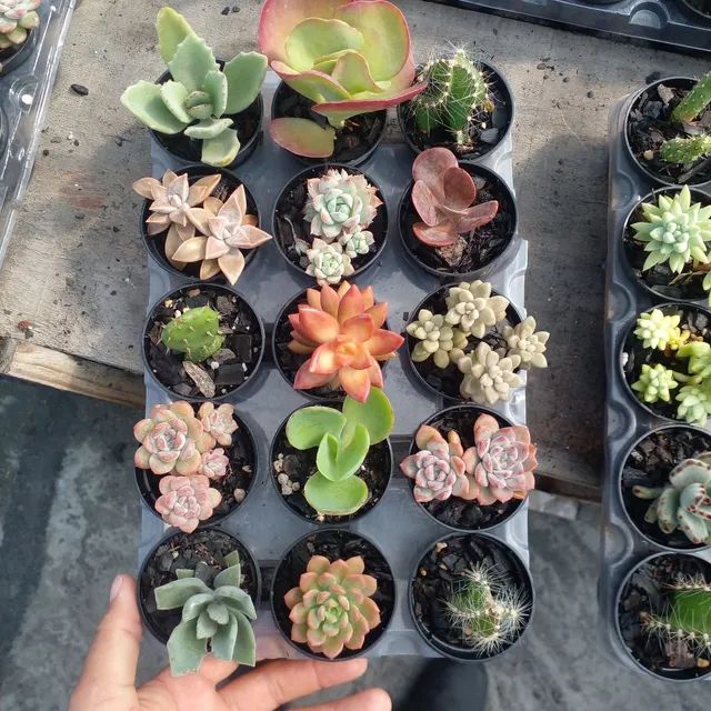 Suculentas e Cactos a partir de R$ 2,00 - Foto 4
