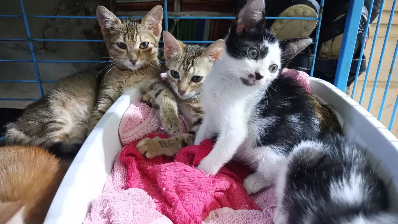 FILHOTES 2 meses, VACINADOS CASTRADOS e vermifugados para adoção responsável - Foto 4