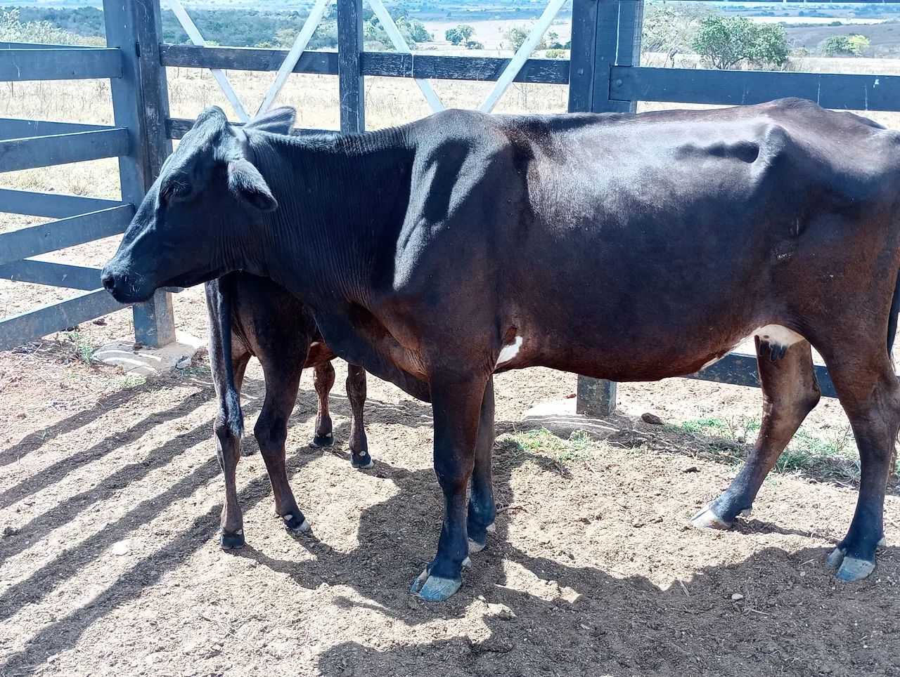 Vacas de leite  - Foto 3