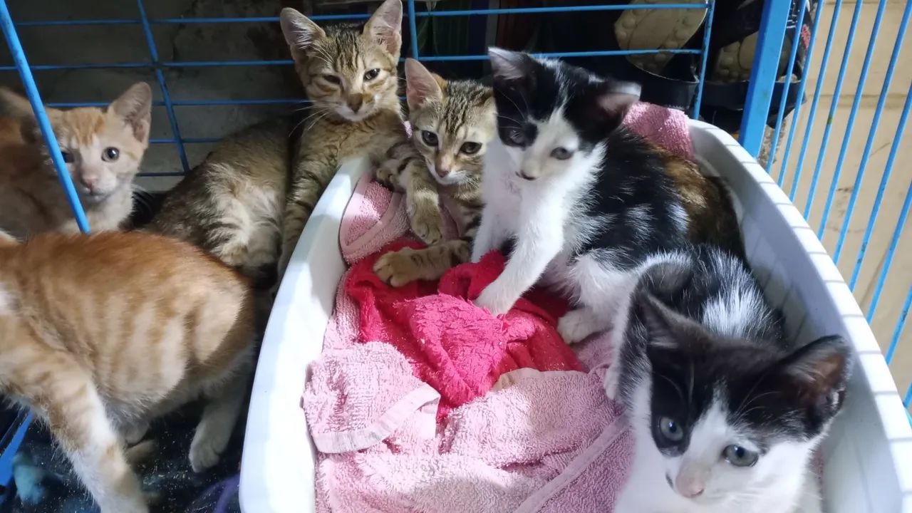 FILHOTES 2 meses, VACINADOS CASTRADOS e vermifugados para adoção responsável - Foto 2