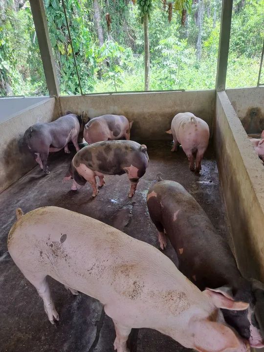 SUINO abate e recria - Foto 3