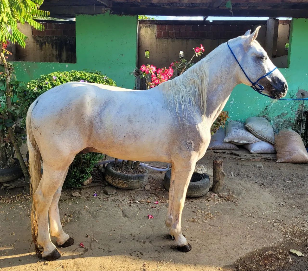 MANGALARGA MARCHADOR FILHO DE FAVACHO ÚNICO