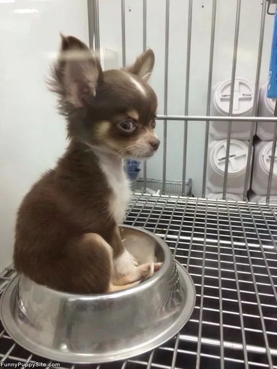 Chihuahua filhotes  - Foto 2
