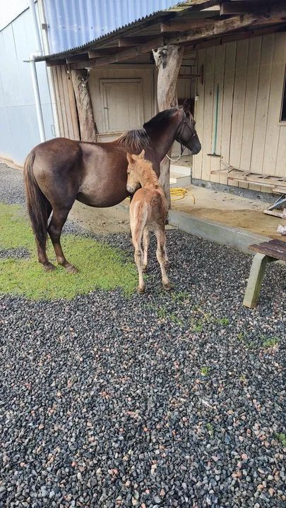Égua mais potranca marcahdeira  - Foto 3