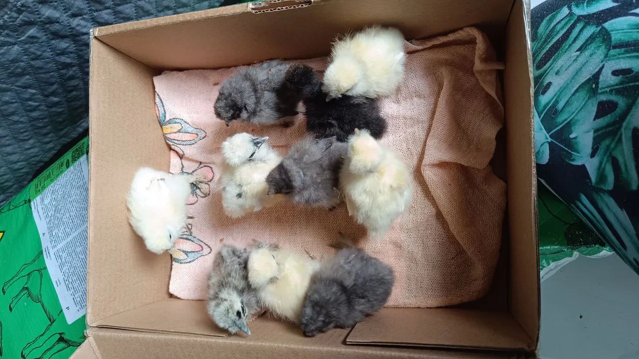 Pintinhos de Sedosa - Foto 5