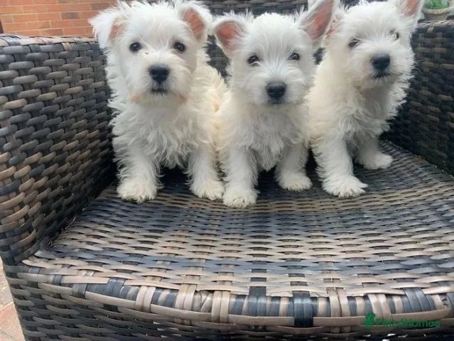 Westie terrier hot sale olx