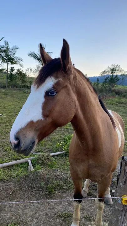 Égua crioula  - Foto 4