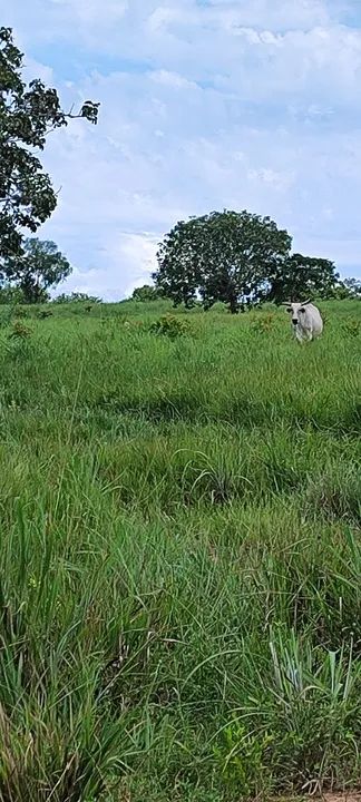 foto - Dois Irmãos do Tocantins - 