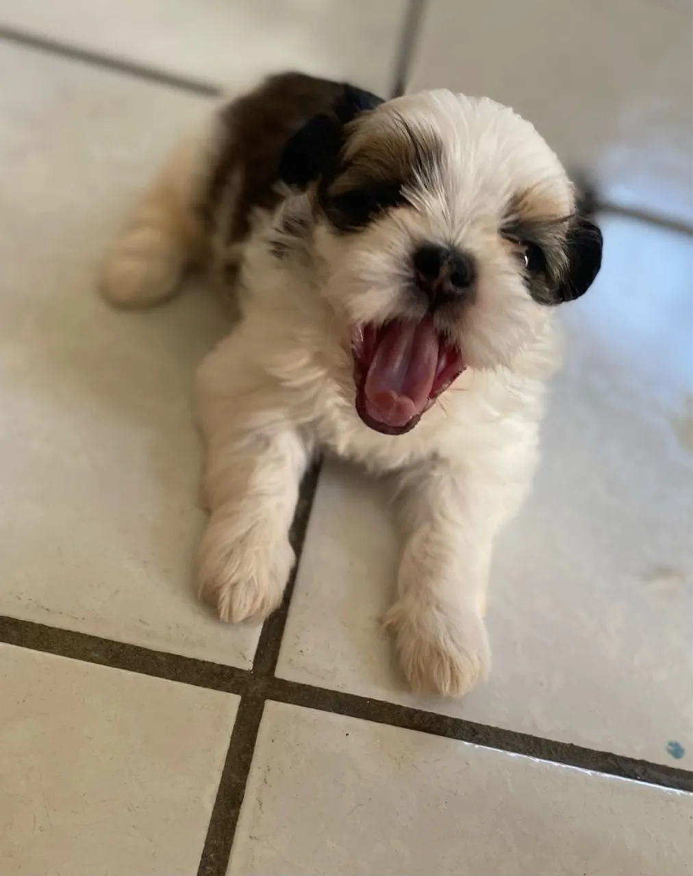 Shih tzu (Macho)