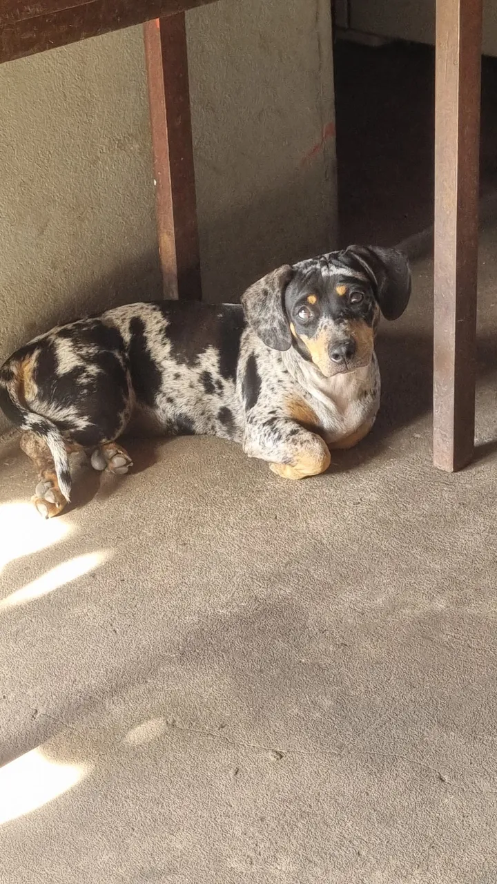 Cachorro Salsicha