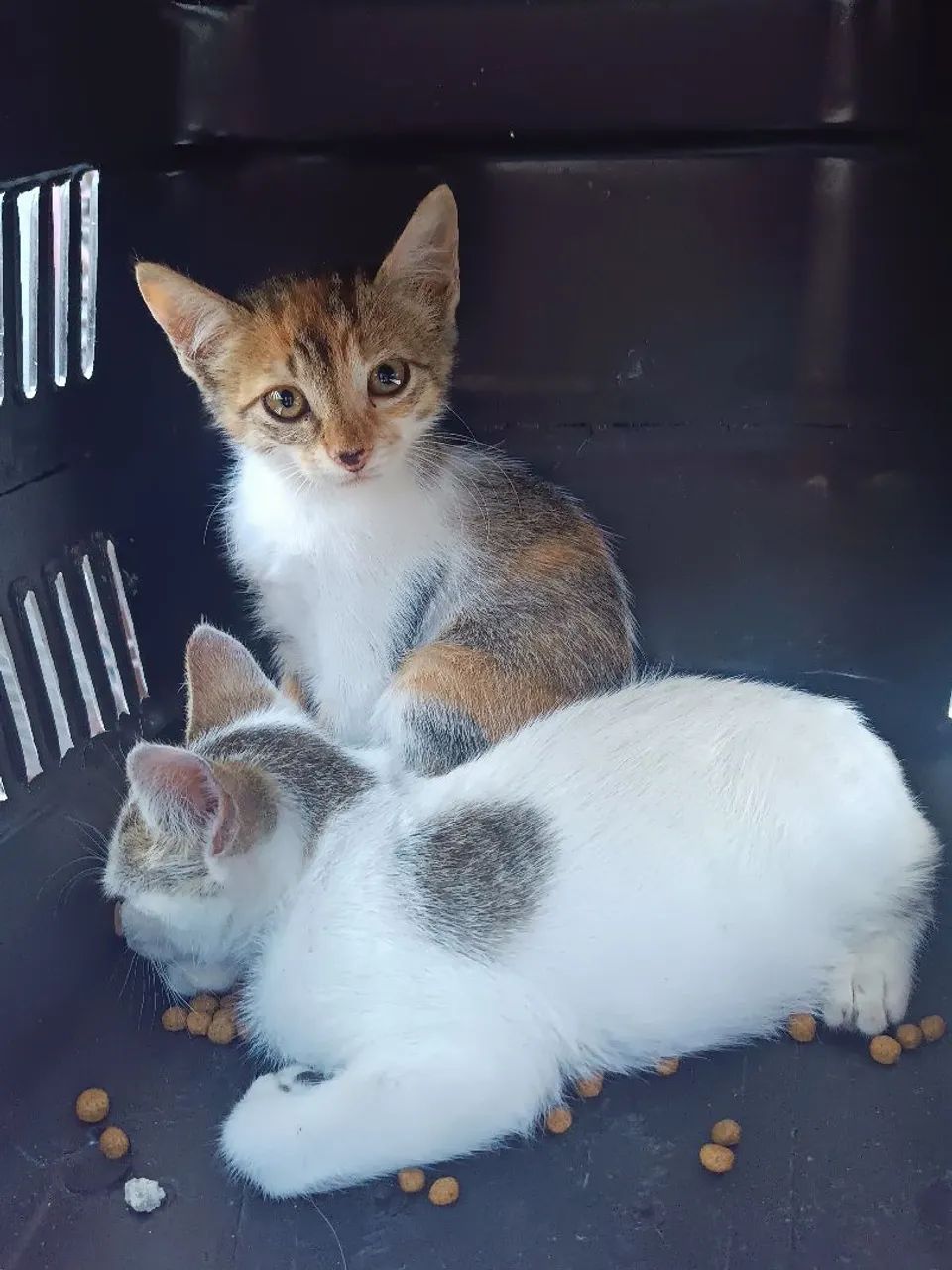 Gatinhos para Adoção