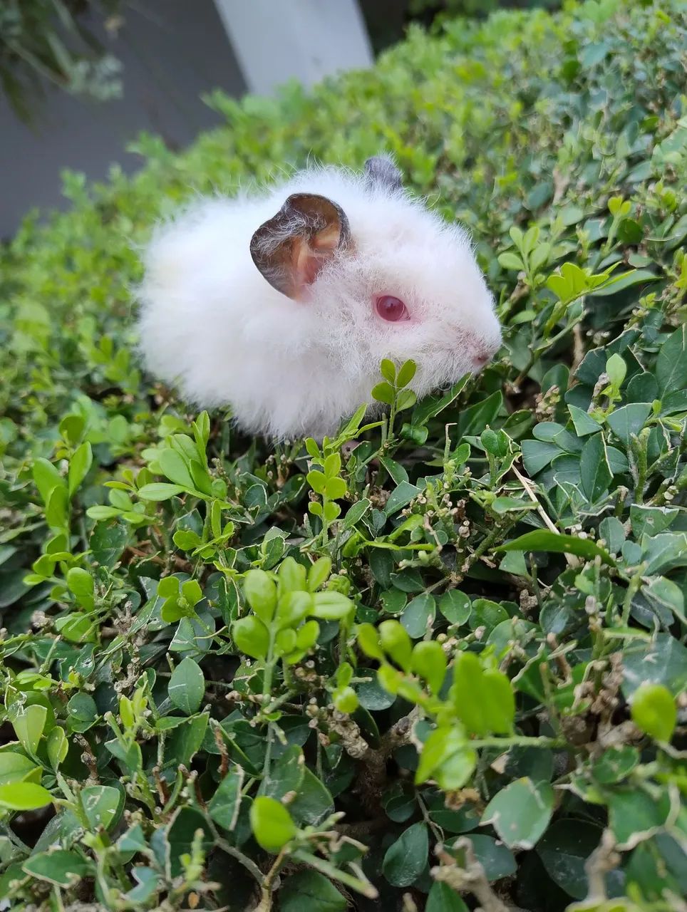 Porquinho da índia disponível  - Foto 2