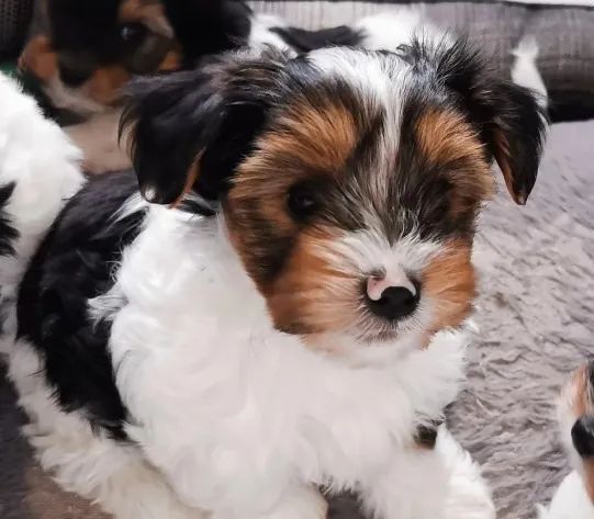 Biewer Yorkshire Terrier com todo suporte e qualidade!