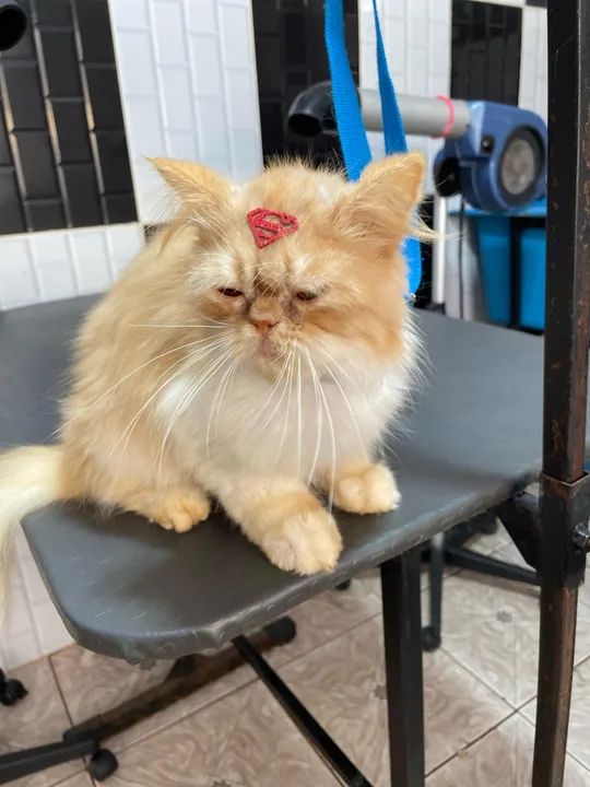 Gato para Adoção - Foto 4