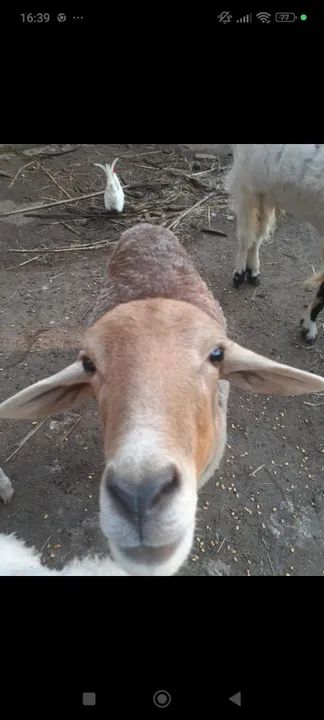 Ovelhas, carneiro, bode e cabra à venda - Foto 6