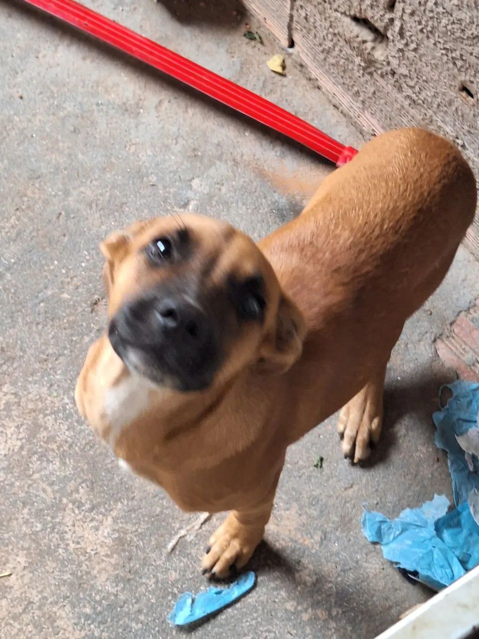 Cachorrinha para doação  - Foto 5