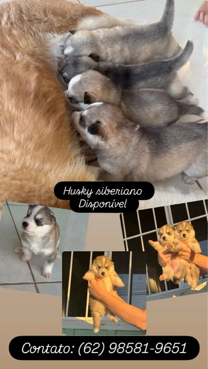 Filhotes de Husky Siberiano Disponíveis