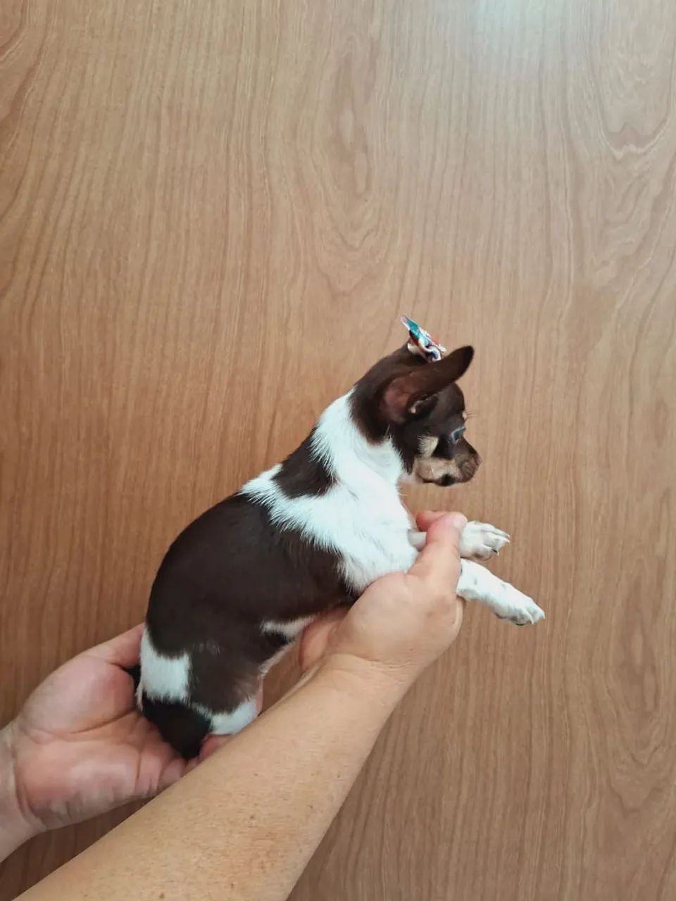 Chihuahua Fêmea  - Foto 4