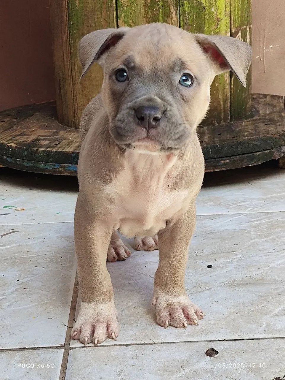 Filhotes de pitmonster disponíveis com pedigree  - Foto 5