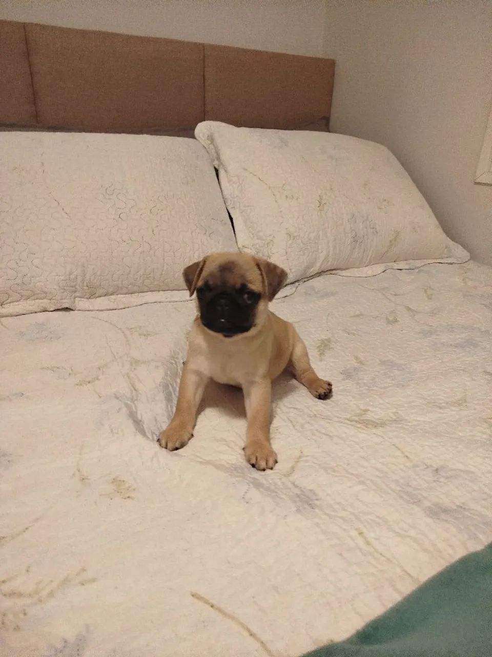 Filhote de Pug Puro - Foto 5