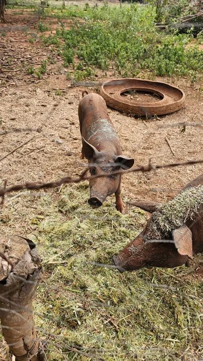 Porcas Basset e Comum - Foto 3