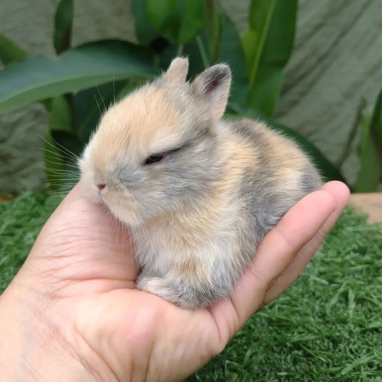 Coelho Netherland dwarf linhagem importada  - Foto 2