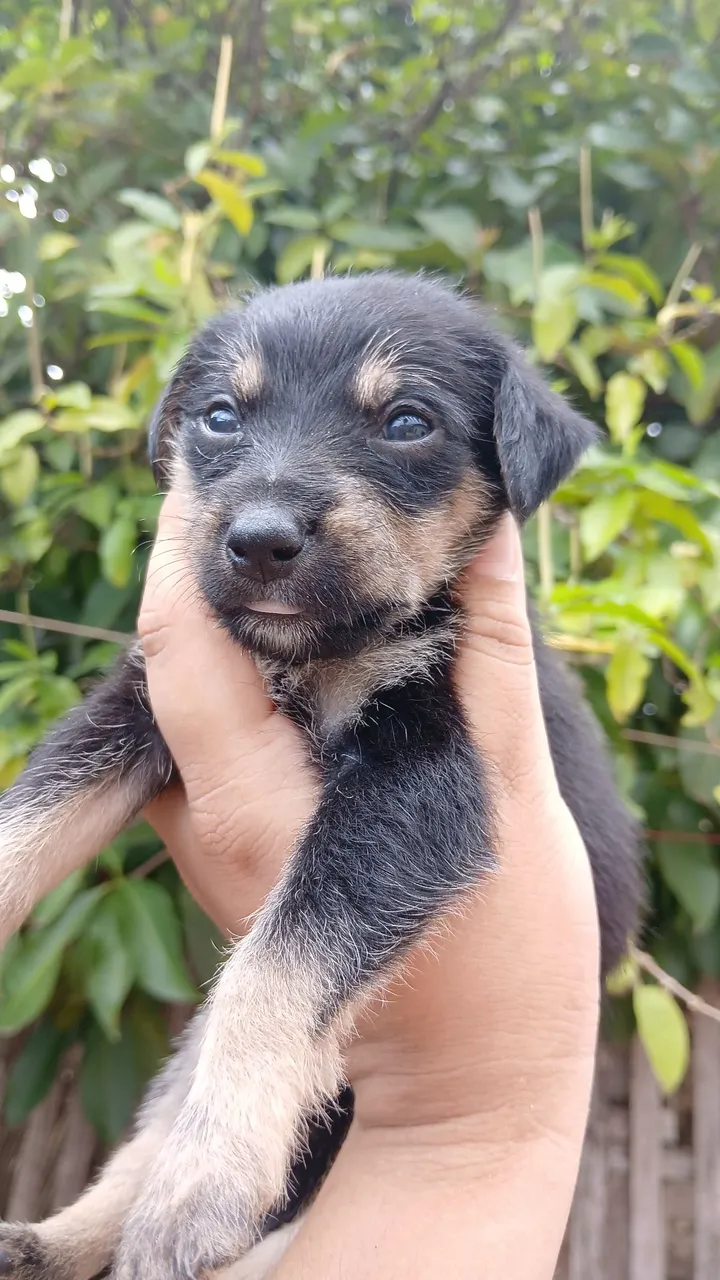 Filhote de cachorro disponível para adoção