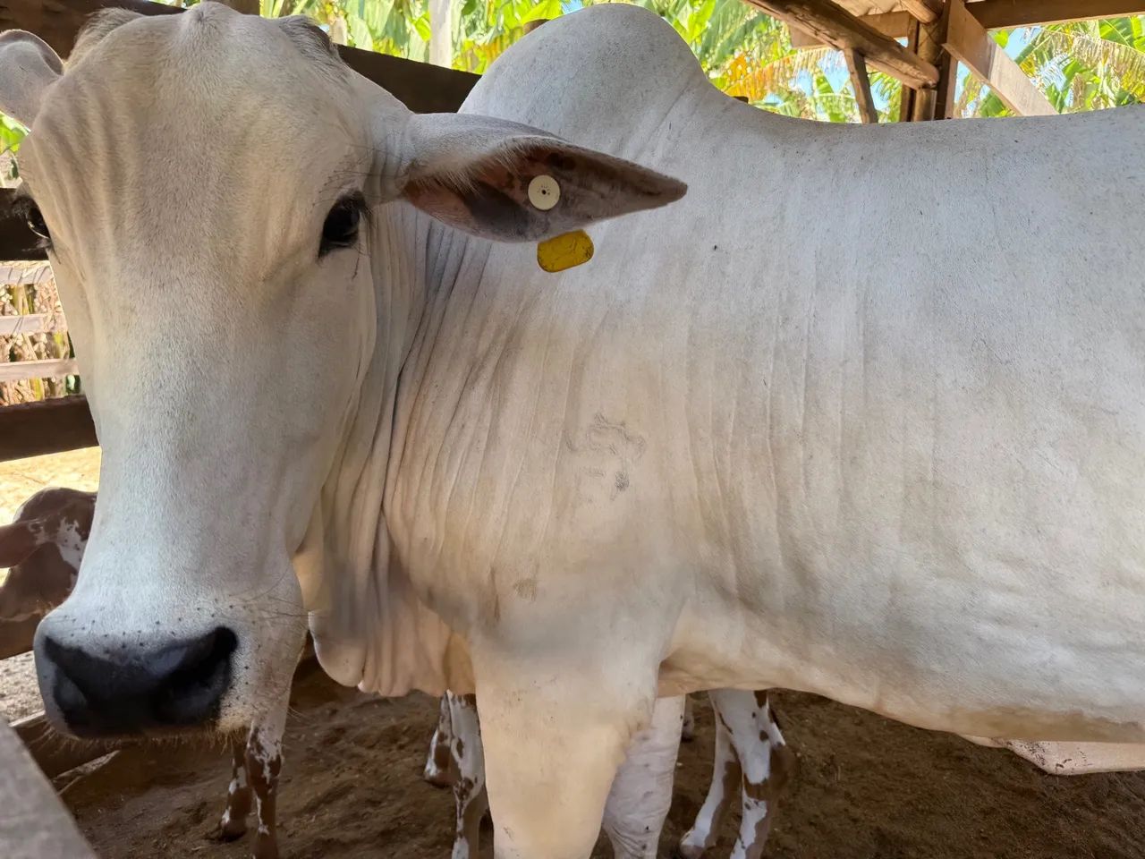 Lote de vacas e novilhas  - Foto 2