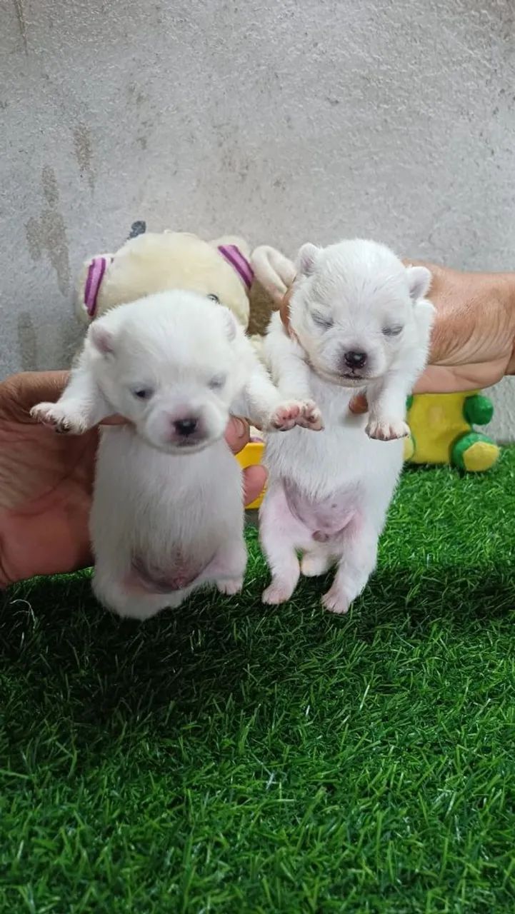 Lindos SPITZ ALEMÃO  - Foto 6