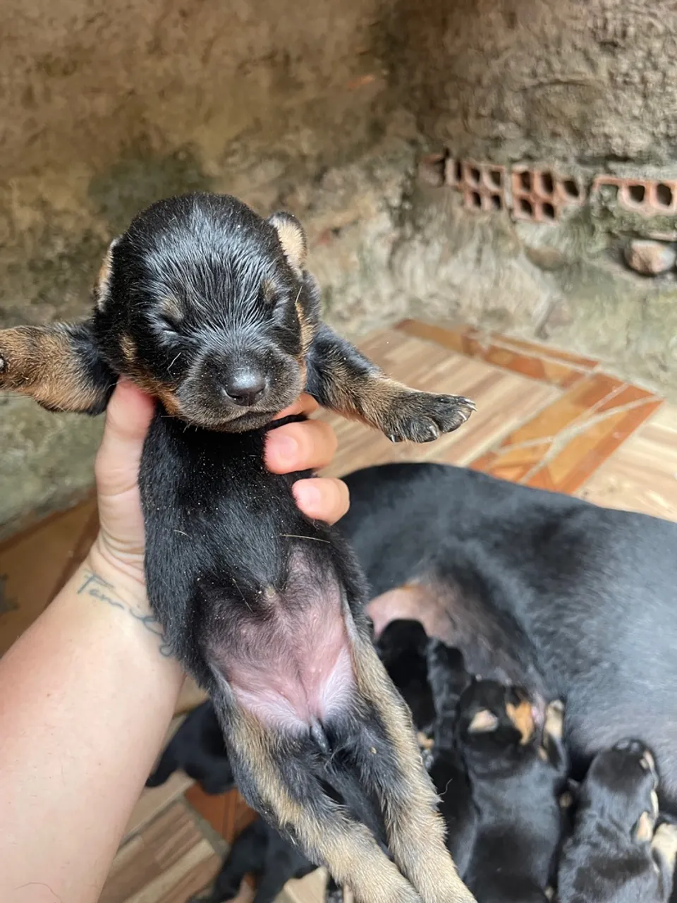 Filhote de Rottweiler disponível para venda.