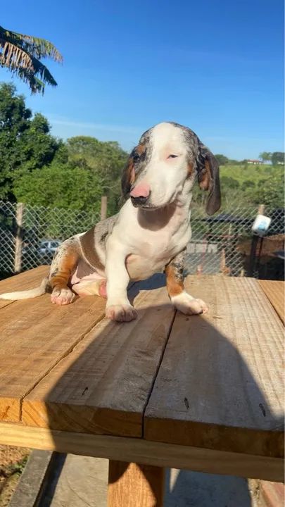 Filhote de Dachshund miniatura  - Foto 4