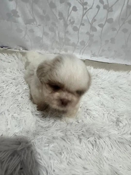 Shih Tzu filhote - Foto 5