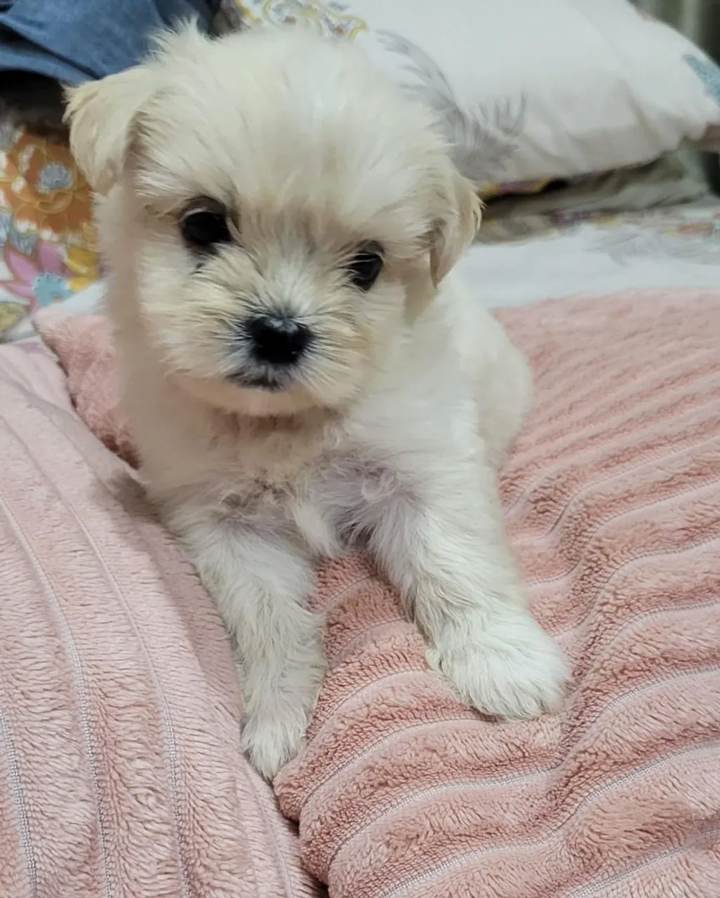 Filhote de Shih Tzu