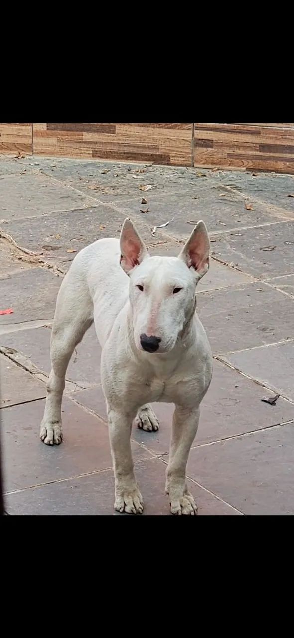 Bull Terrier Inglês