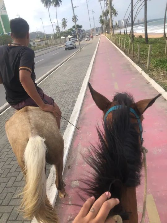 Besta mansa - Foto 2